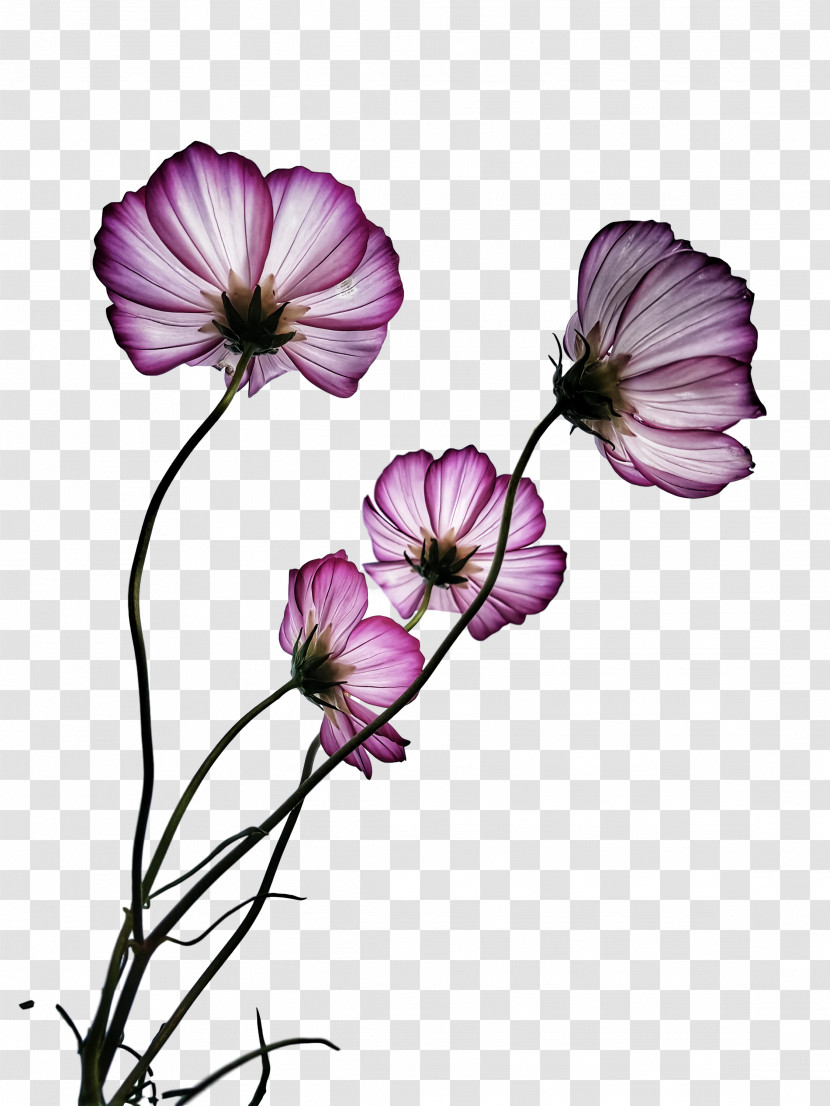 Flower Bouquet Transparent PNG