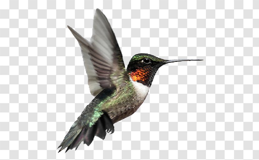 Ruby-throated Hummingbird Stock Photography Broad-billed - Royaltyfree - Bird Transparent PNG