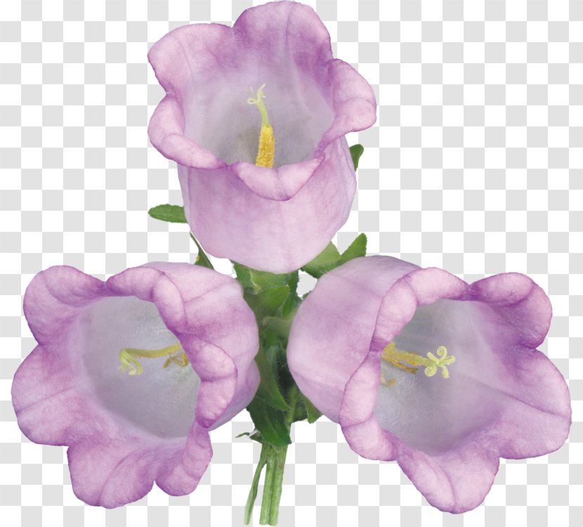 Bellflowers Violet Clip Art - Flower Transparent PNG
