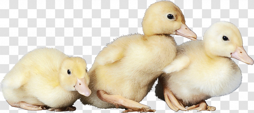 Bird Duck Water Bird Ducks, Geese And Swans Beak Transparent PNG