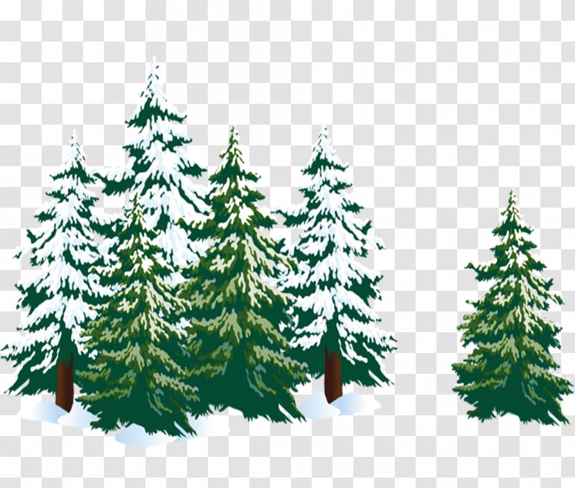 Spruce Christmas Tree Fir Pine - Conifer Transparent PNG