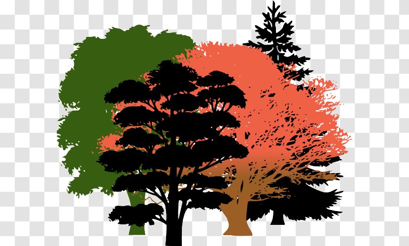 Arbor Day - Vegetation - Deciduous Transparent PNG