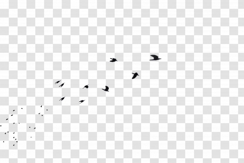 Bird Black And White Monochrome Photography Font - Gull Transparent PNG