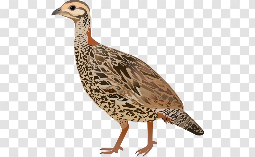 Bird Grey Partridge Black Francolin Transparent PNG