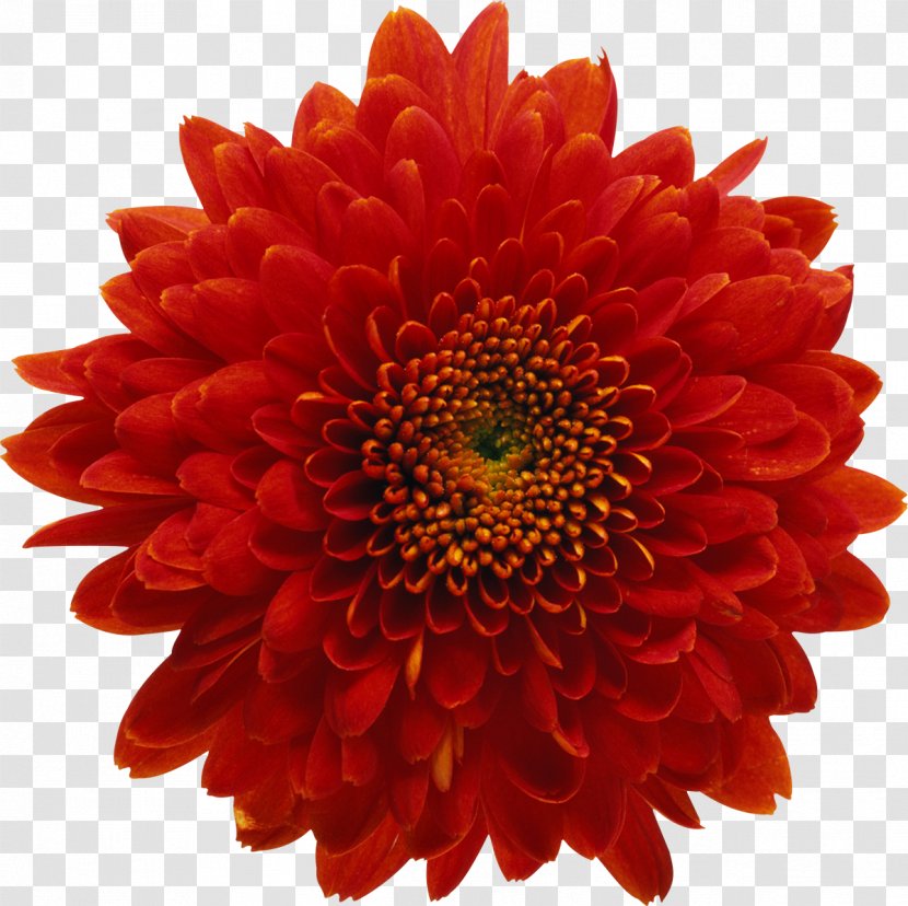 Chrysanthemum Red Flower Stock Photography Royalty-free - Plant Stem Transparent PNG