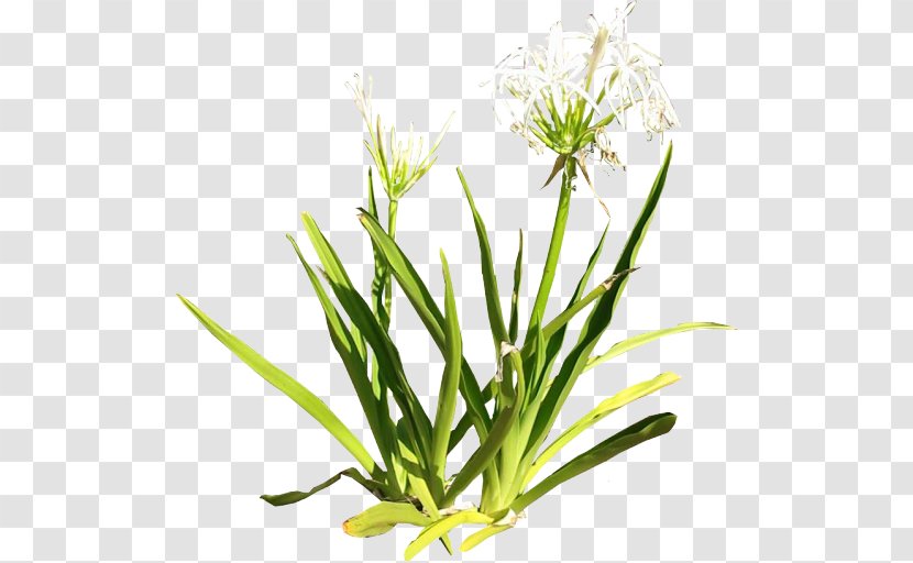 Plant Lilium Clip Art - Deviantart - Lily Transparent PNG