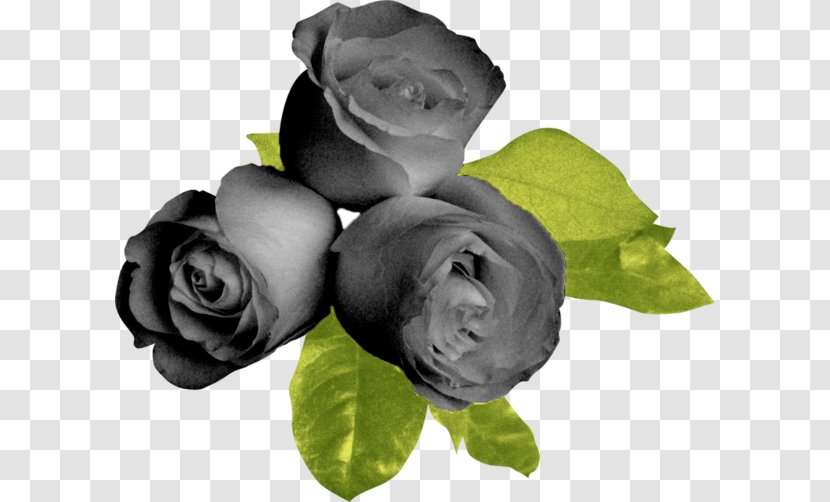 Garden Roses Flower Black Beach Rose - Cut Flowers Transparent PNG