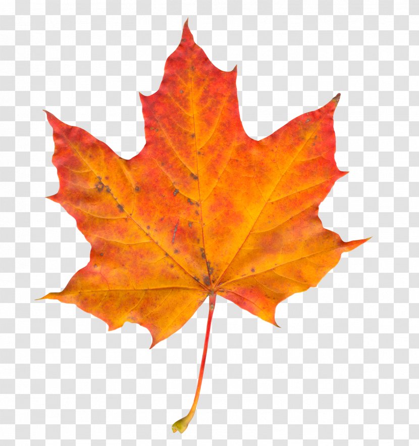 Autumn Leaf Color - Display Resolution Transparent PNG