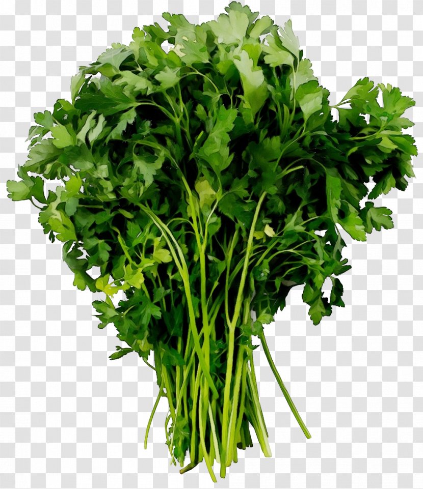 Parsley - Grass - Chinese Celery Transparent PNG