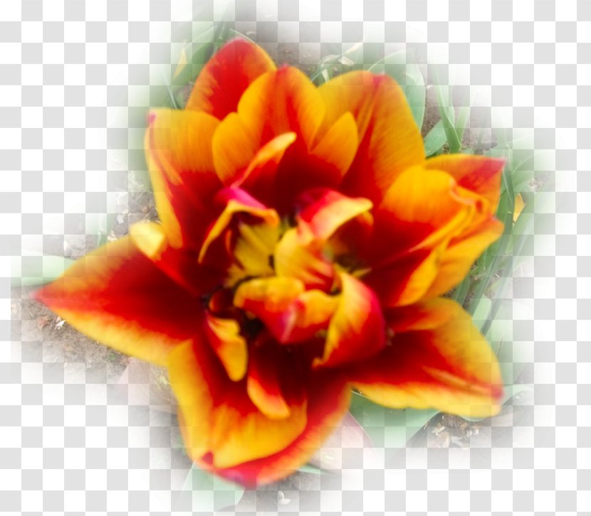 Tulip Cut Flowers Lilium Transvaal Daisy - Conrad Gessner Transparent PNG