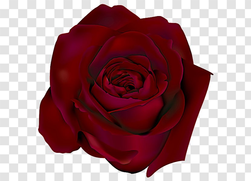 Garden Roses - Hybrid Tea Rose - Plant Floribunda Transparent PNG