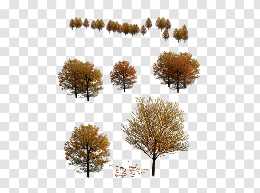 Tree 3D Modeling Autumn Transparent PNG