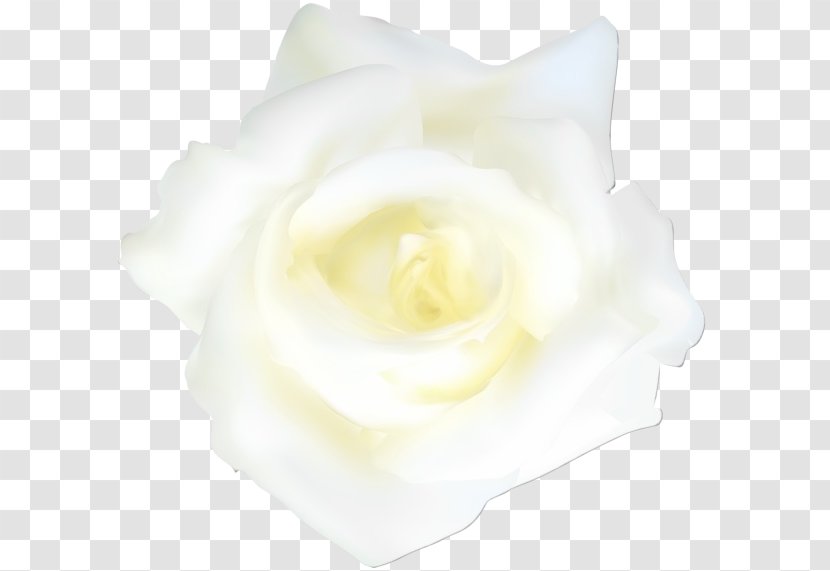 Rose - Plant - Hybrid Tea Order Transparent PNG