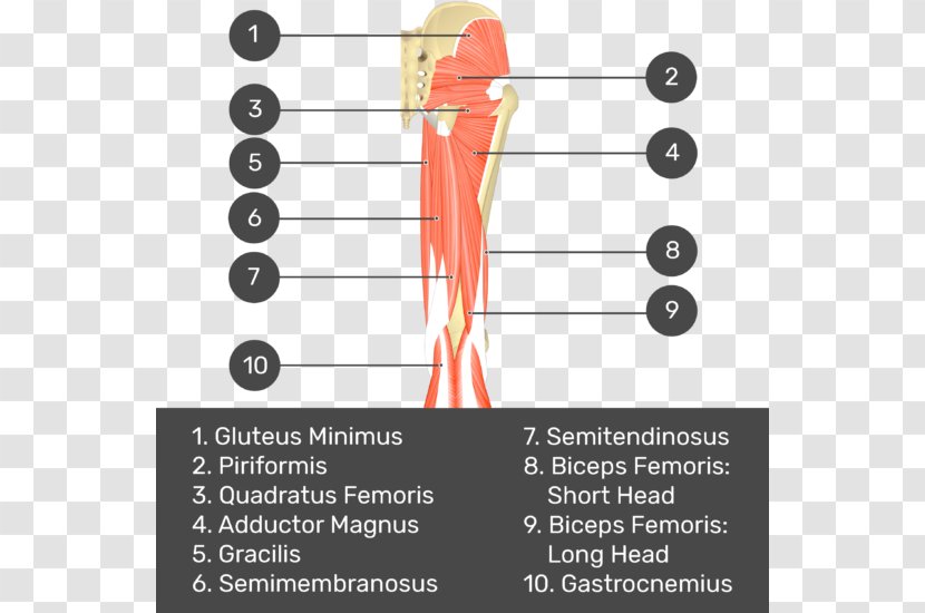 Biceps Femoris Muscle Semimembranosus Gluteus Medius Quadratus Semitendinosus - Frame - Silhouette Transparent PNG