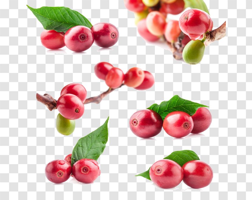 Coffee Bean Red Beans And Rice Frutti Di Bosco - Cranberry Transparent PNG