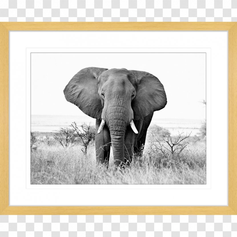 Indian Elephant African Bush Elephantidae Wildlife Animal-made Art - Safari - Prints Transparent PNG
