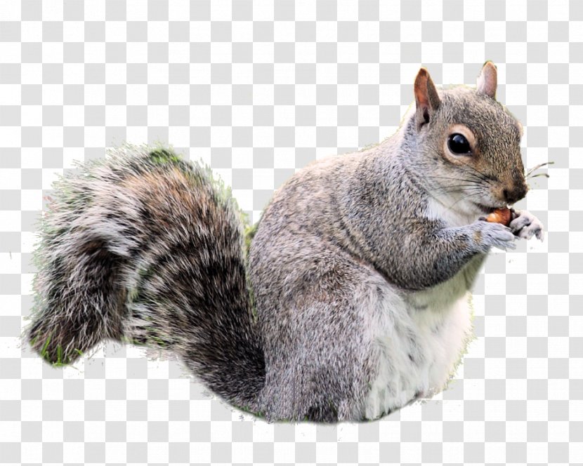 Squirrel Icon - Mammal Transparent PNG