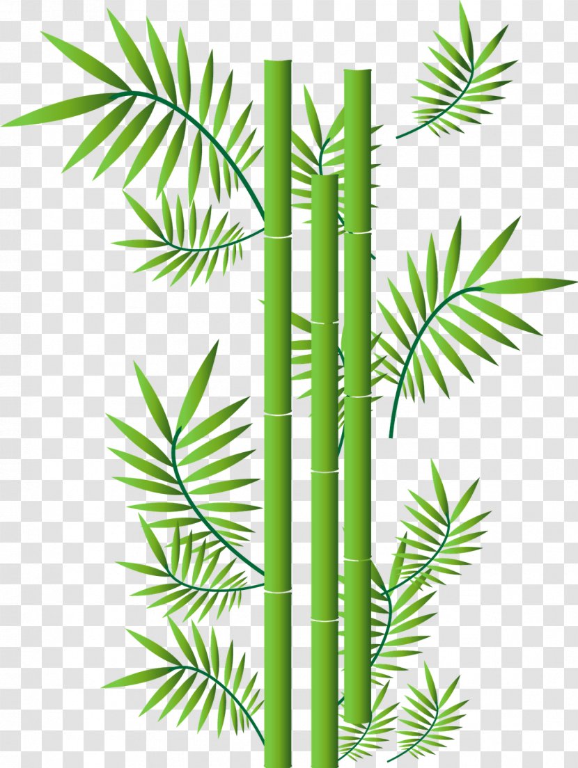Tropical Woody Bamboos - Plant Stem - Bamboo Transparent PNG