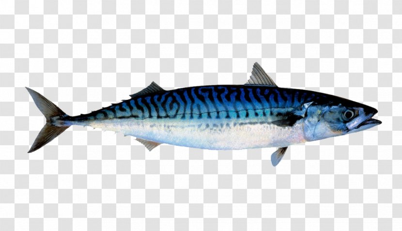 Atlantic Mackerel North Sea Norwegian Fish - Requiem Shark - Tuna Transparent PNG