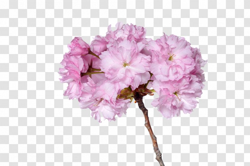 Cerasus Prunus Serrulata Cherry Plum Blossom Sweet - Spring - Pink Branches Transparent PNG