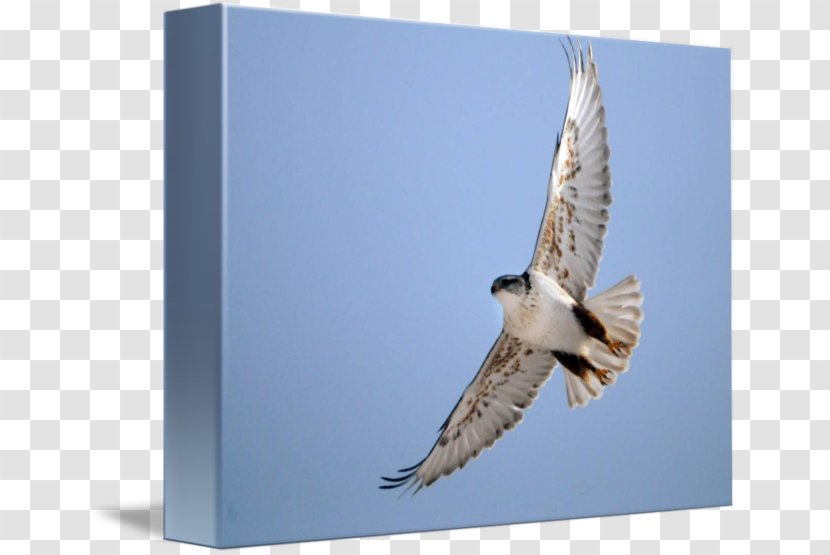 Hawk Fauna Eagle Beak Falcon Transparent PNG