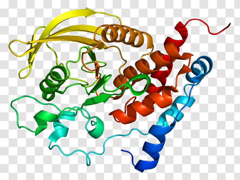 Protein Tyrosine Phosphatase Gene Receptor - Frame - Cartoon Transparent PNG