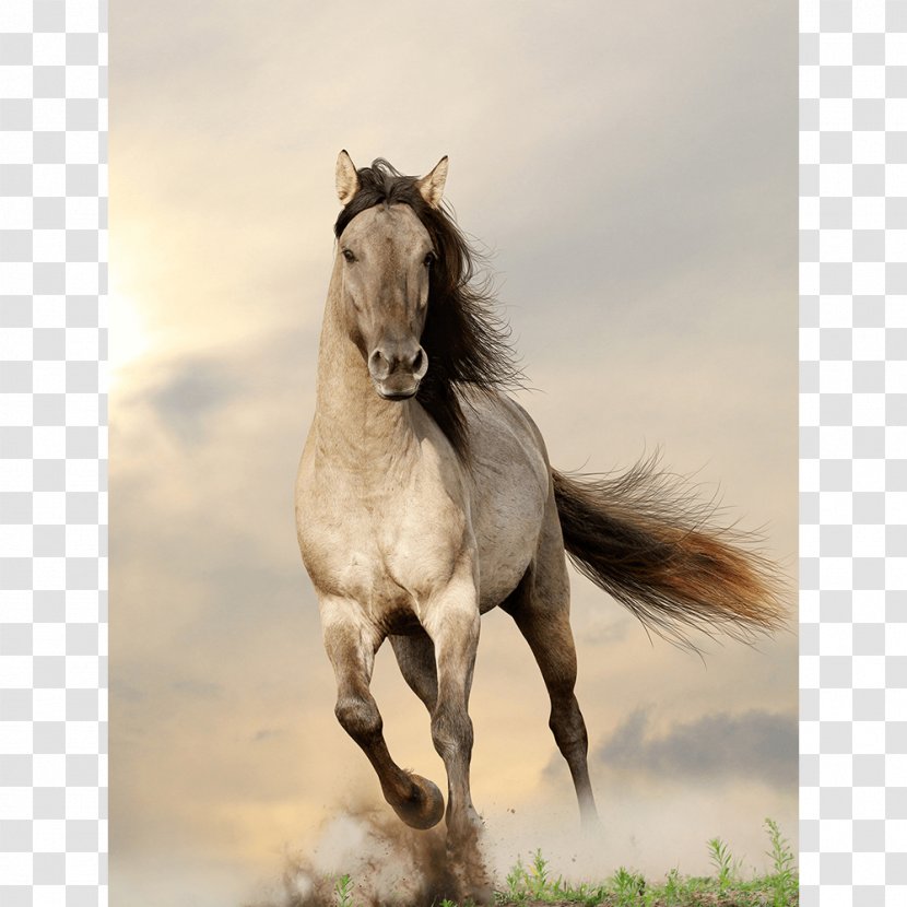 Clydesdale Horse Gallop Stallion Wild Stock Photography - Mane - Fine Transparent PNG