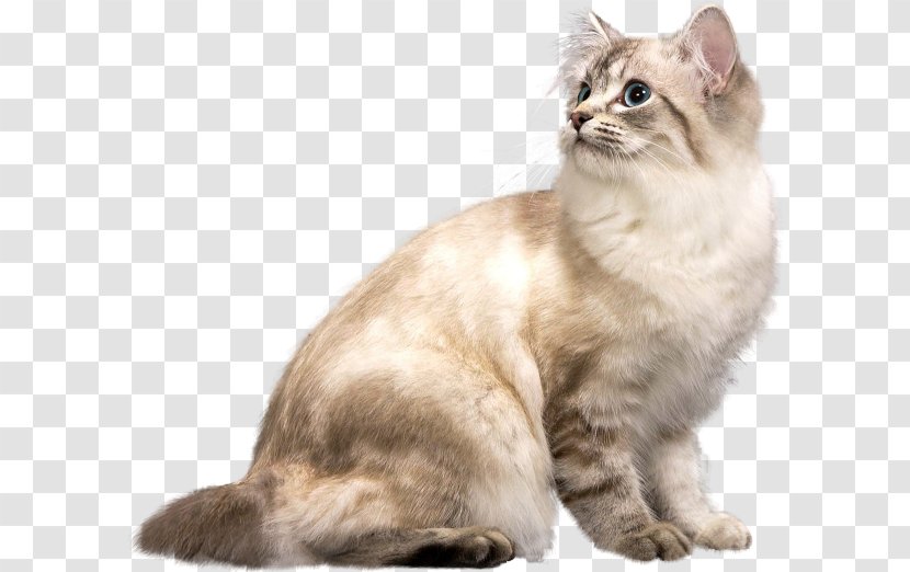 American Bobtail Australian Mist Wirehair The Rabbi's Cat Whiskers - Snout - Look Up To Transparent PNG