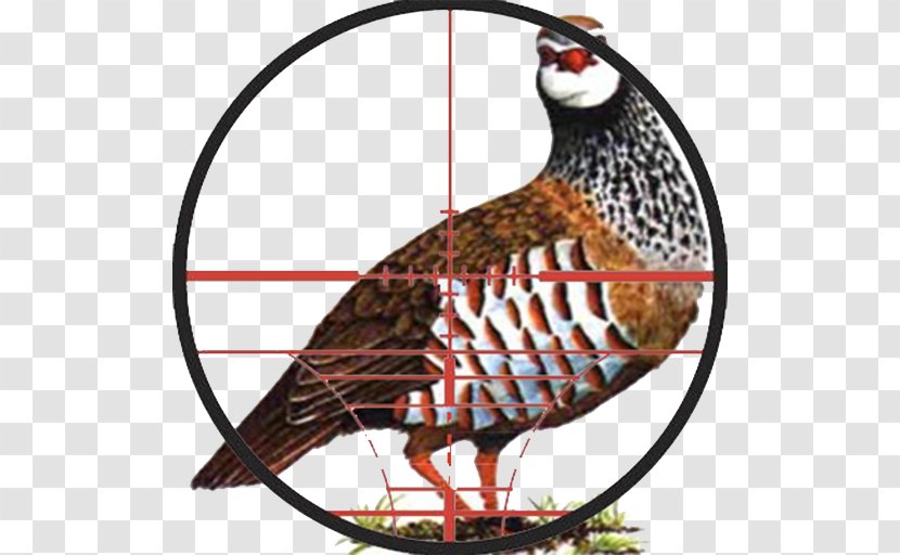 Sub Terra Partridge Hunting Phasianidae - Northern Goshawk Transparent PNG