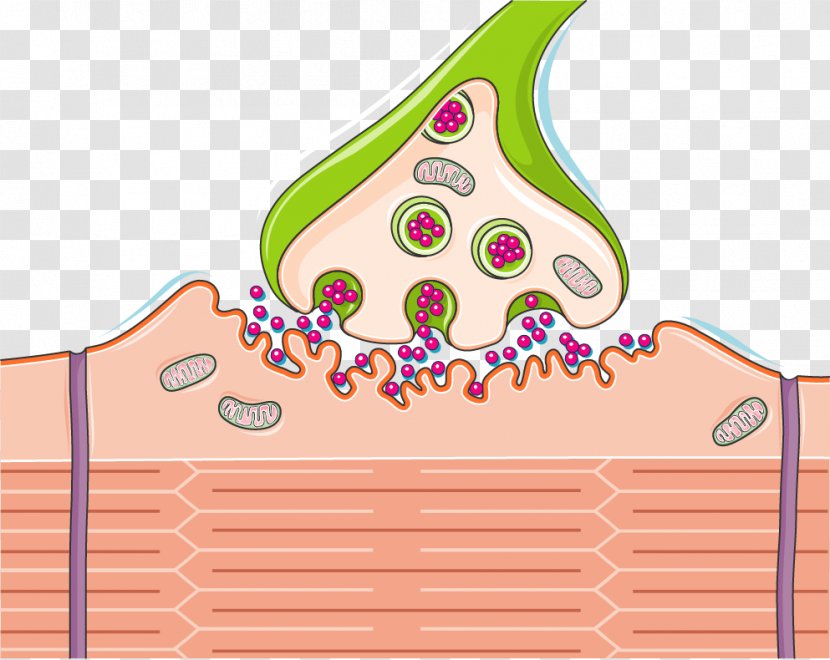 The Cholinergic Synapse Neuromuscular Junction Nervous System Spinal Cord - Brain Transparent PNG
