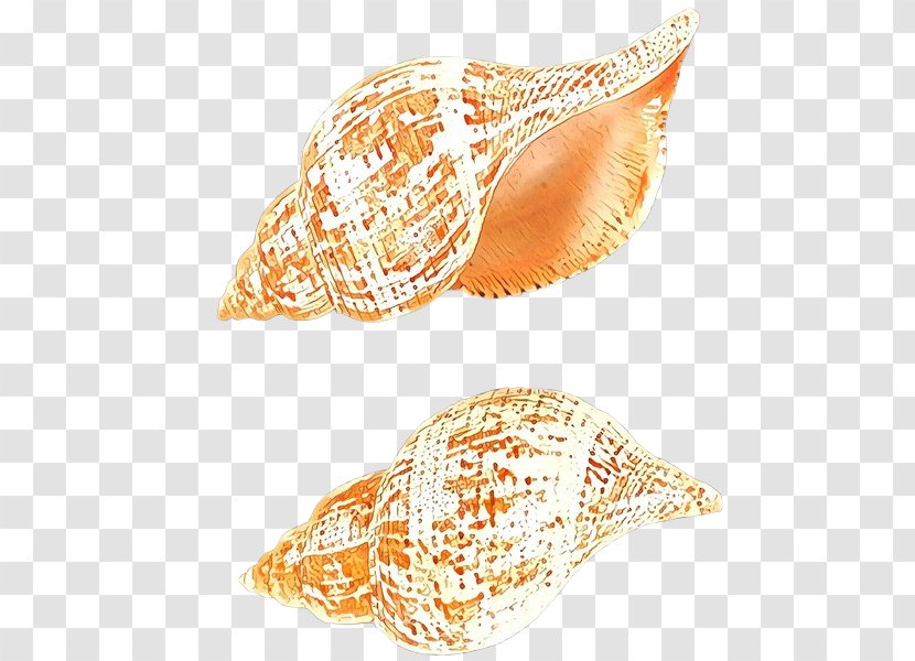 Conch Shankha Geography Cone Shell - Musical Instrument Sea Snail Transparent PNG