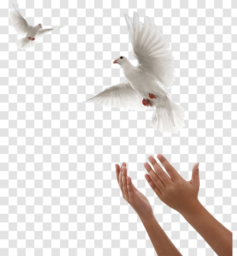 Bird Image GIF Feather - Ben Yoruldum Hayat Transparent PNG