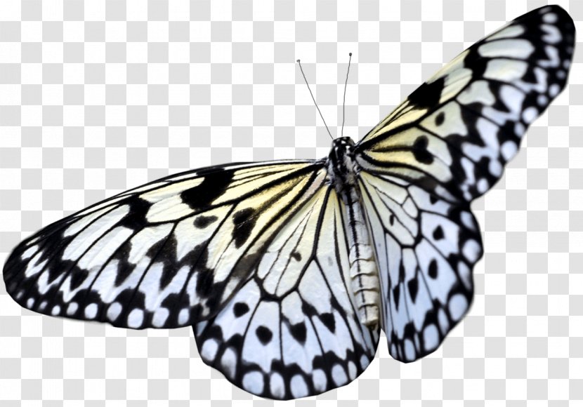 Butterfly Clip Art - Arthropod - Image Transparent PNG