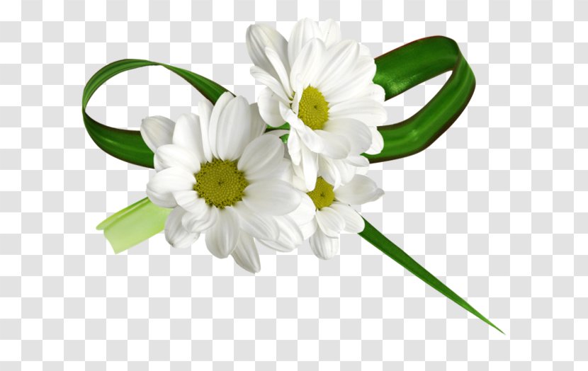 Common Daisy Chamomile Cut Flowers - Petal Transparent PNG