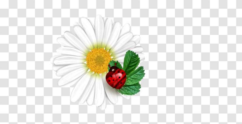 Flower Ladybird Wallpaper - Flowering Plant - Small Fresh Ladybug Pattern Transparent PNG