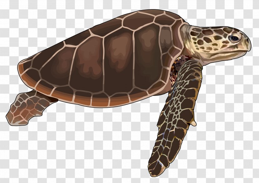 Loggerhead Sea Turtle Reptile Tortoise Cheloniidae Transparent PNG