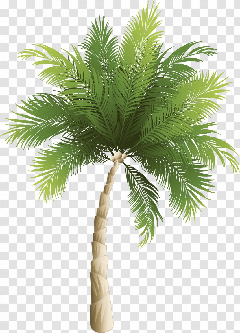 Arecaceae Coconut Phoenix Canariensis - Flowerpot - Cartoon Green Tree Transparent PNG