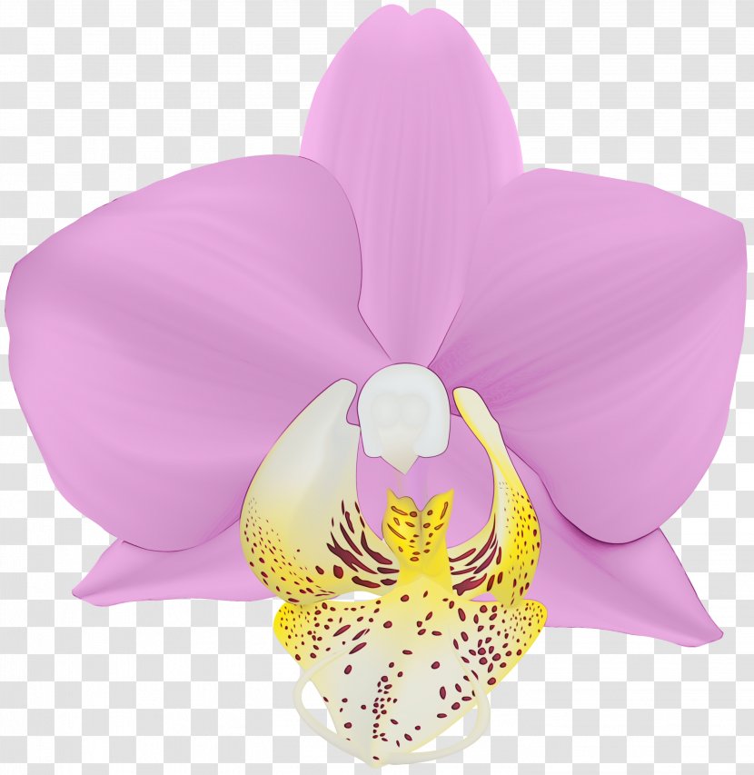 Moth Orchid Petal Pink Flower Violet - Lilac Transparent PNG