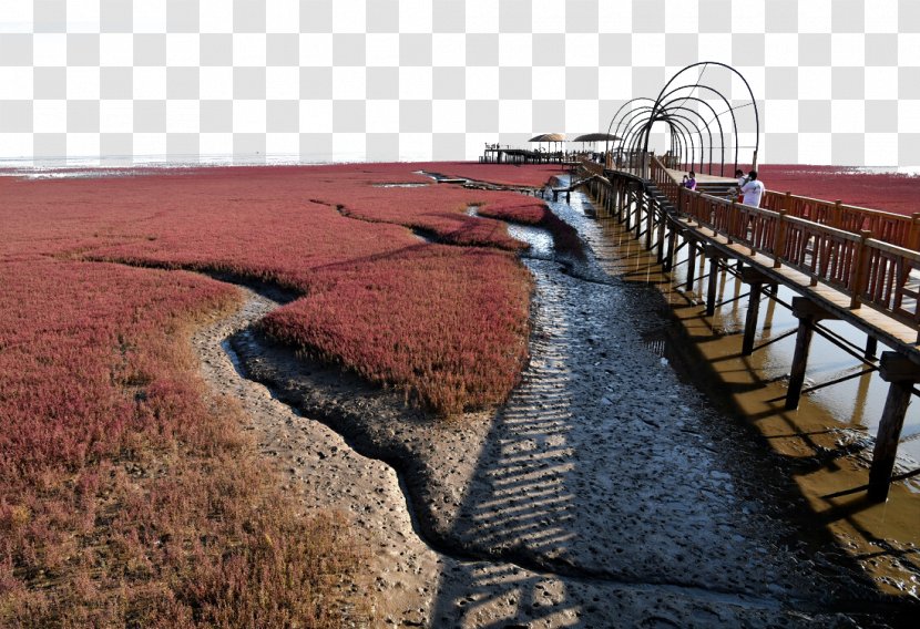 Red Beach Panjin Honghaitan Photography - Gratis - Scenic Area Transparent PNG