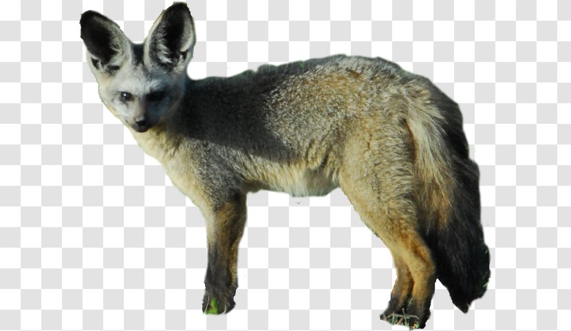 Bat-eared Fox Kit Gray Jackal - Mammal Transparent PNG