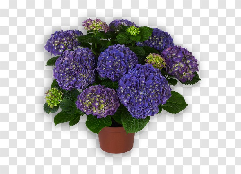 Hydrangea Floral Design Cut Flowers Flowerpot - Flower Transparent PNG