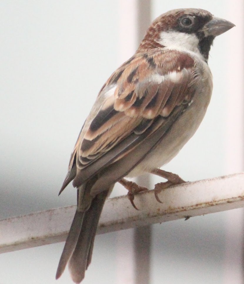 House Sparrow Bird American Sparrows Finch Eurasian Tree Transparent PNG