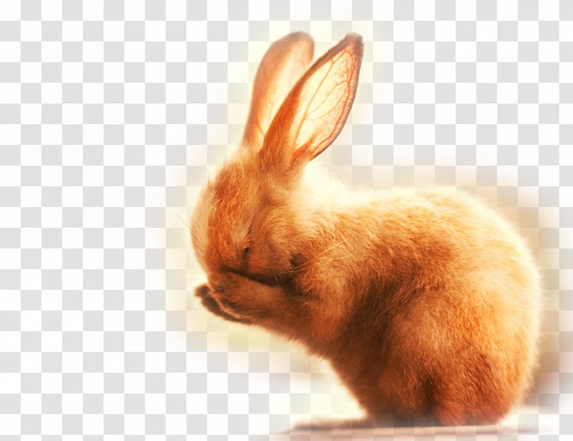 Dog Rabbit Photography Cuteness - Hare - Cute Little Bunny Transparent PNG