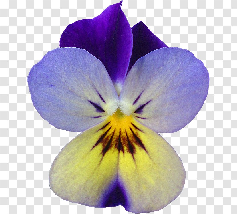 Pansy Violet Flower Garden Roses - Clipping Path Transparent PNG