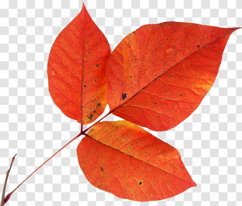 Autumn Leaf Drawing Animation - Leaves Transparent PNG