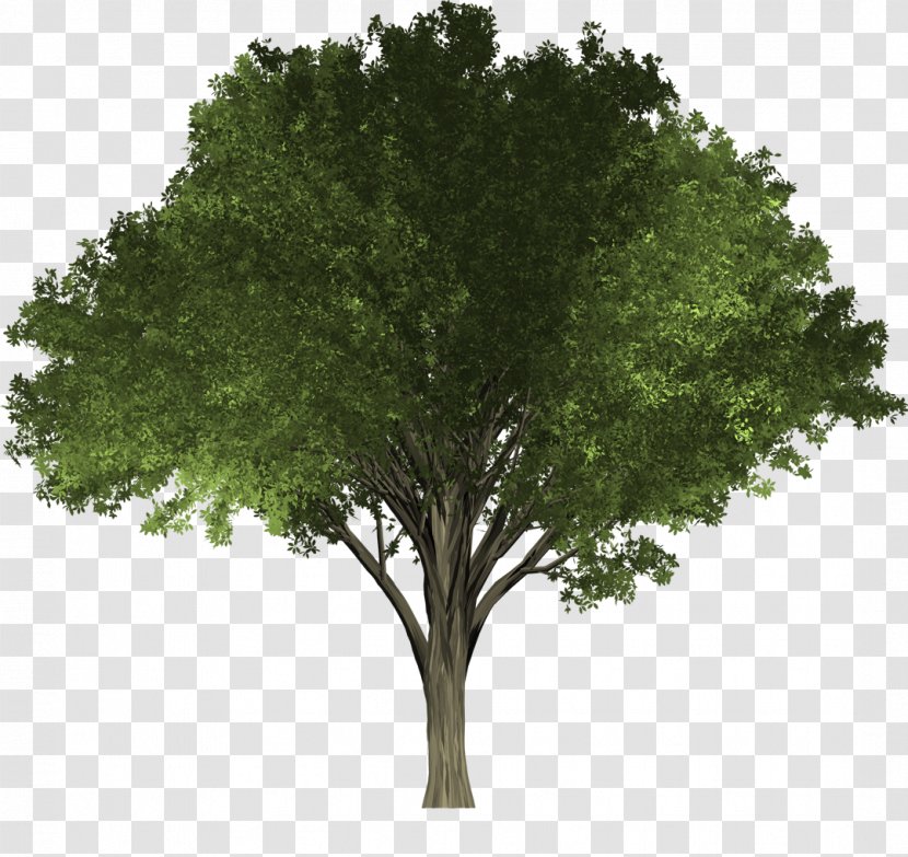 Tree Elm Woody Plant Oak - Grass - Shade Transparent PNG
