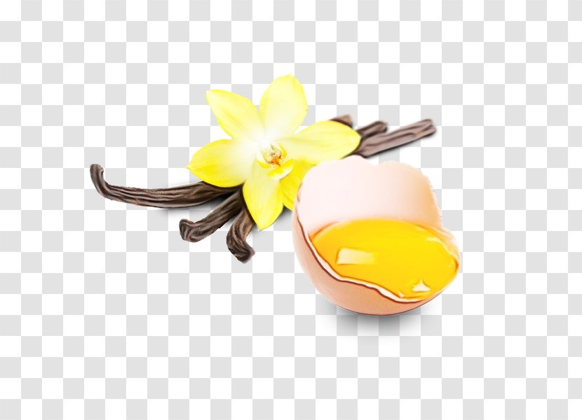Yellow Flower Plant Vanilla Petal - Narcissus Fashion Accessory Transparent PNG