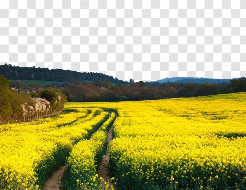 Rapeseed Canola Flower Field Stock Photography Transparent PNG