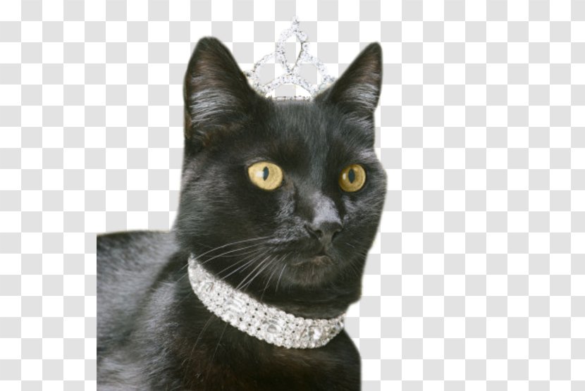 Black Cat Bombay Korat Dog Kitten - Scratching Post Transparent PNG
