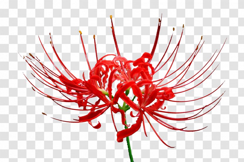Red Lilies - Petal - Illustration Transparent PNG